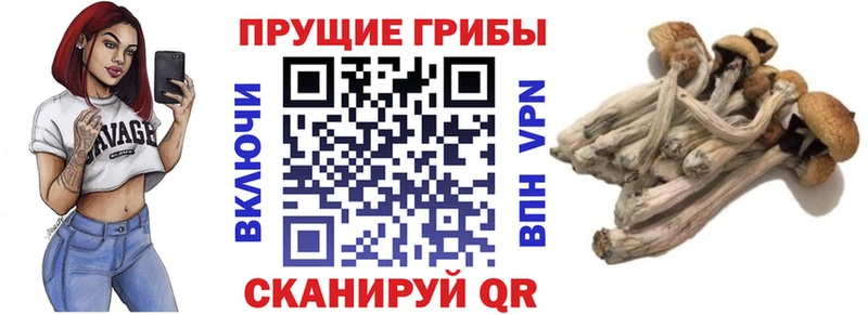 Псилоцибиновые грибы Psilocybine cubensis  Балашов 